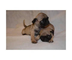 2 beautiful Pug Puppies $500 each - 2
