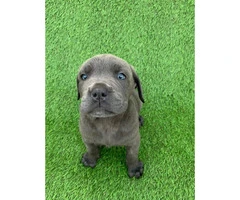 100% Cane Corso 1 male and 4 females left - 1