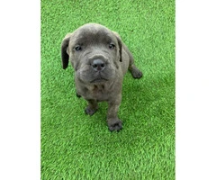 100% Cane Corso 1 male and 4 females left - 2
