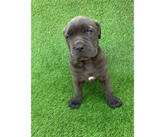 100% Cane Corso 1 male and 4 females left - 3