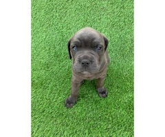 100% Cane Corso 1 male and 4 females left - 4