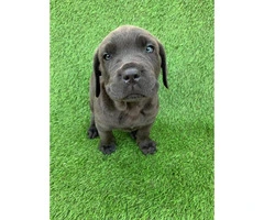 100% Cane Corso 1 male and 4 females left - 5