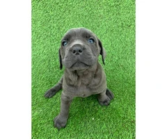 100% Cane Corso 1 male and 4 females left - 6