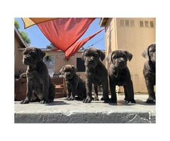 100% Cane Corso 1 male and 4 females left - 7