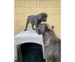 100% Cane Corso 1 male and 4 females left - 8