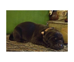 8 beautiful AKC Labrador puppies - 5