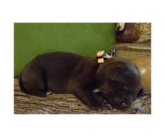 8 beautiful AKC Labrador puppies - 8