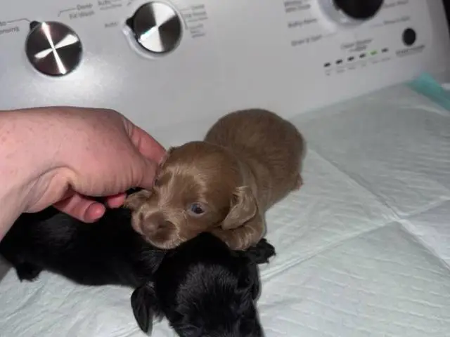 Rare Color Miniature Dachshund Puppies – AKC Registered
