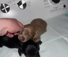 Rare Color Miniature Dachshund Puppies – AKC Registered