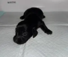 Rare Color Miniature Dachshund Puppies – AKC Registered