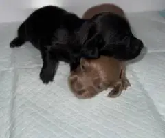 Rare Color Miniature Dachshund Puppies – AKC Registered