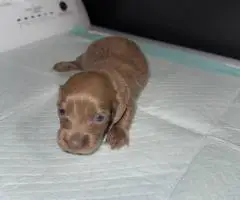 Rare Color Miniature Dachshund Puppies – AKC Registered