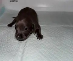 Rare Color Miniature Dachshund Puppies – AKC Registered