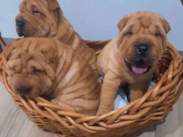 Fawn/sable Chinese Shar Pei puppies