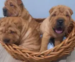Fawn/sable Chinese Shar Pei puppies