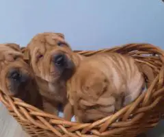 Fawn/sable Chinese Shar Pei puppies