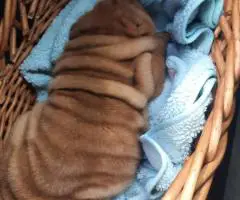 Fawn/sable Chinese Shar Pei puppies
