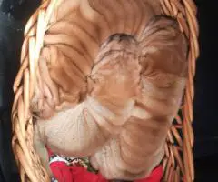 Fawn/sable Chinese Shar Pei puppies
