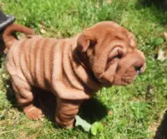 Fawn/sable Chinese Shar Pei puppies