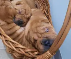 Fawn/sable Chinese Shar Pei puppies