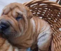 Fawn/sable Chinese Shar Pei puppies