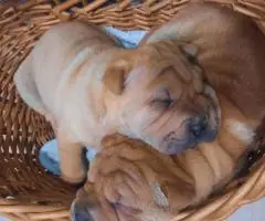 Fawn/sable Chinese Shar Pei puppies