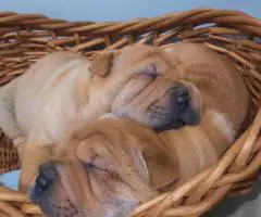 Fawn/sable Chinese Shar Pei puppies