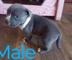 6 Bully puppies need loving homes