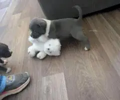 6 Bully puppies need loving homes