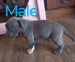 6 Bully puppies need loving homes