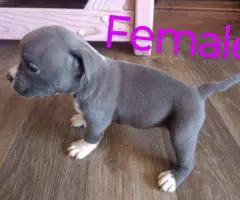 6 Bully puppies need loving homes
