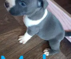 6 Bully puppies need loving homes