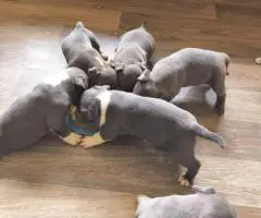 6 Bully puppies need loving homes