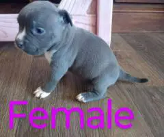 6 Bully puppies need loving homes