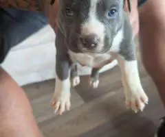 6 Bully puppies need loving homes