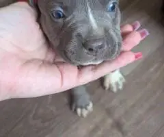 6 Bully puppies need loving homes