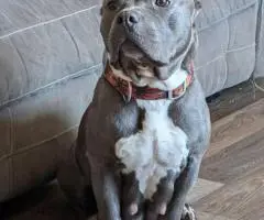 6 Bully puppies need loving homes
