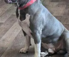 6 Bully puppies need loving homes