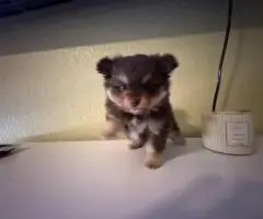 Pomeranian Puppy – 1 Male Left