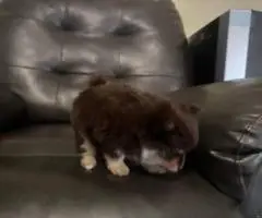 Pomeranian Puppy – 1 Male Left