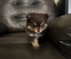 Pomeranian Puppy – 1 Male Left