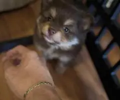 Pomeranian Puppy – 1 Male Left