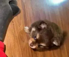 Pomeranian Puppy – 1 Male Left