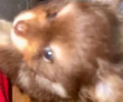 Pomeranian Puppy – 1 Male Left