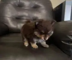 Pomeranian Puppy – 1 Male Left