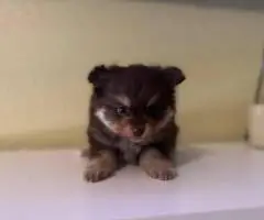 Pomeranian Puppy – 1 Male Left