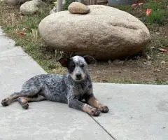Queensland Heeler puppies