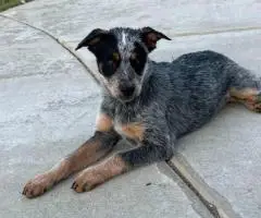 Queensland Heeler puppies