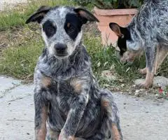 Queensland Heeler puppies