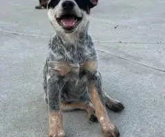 Queensland Heeler puppies